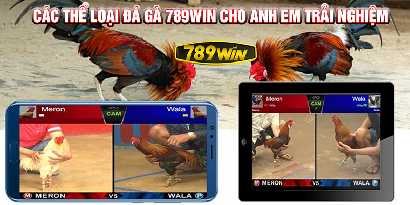 Các thể loại đá gà 789Win cho anh em trải nghiệm.